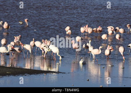 Eine Extravaganz von James, Anden, und chilenische Flamingos an der Laguna Colorada, Salar de Uyuni, Bolivien Stockfoto