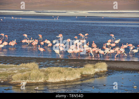 Eine Extravaganz von James, Anden, und chilenische Flamingos an der Laguna Colorada, Salar de Uyuni, Bolivien Stockfoto