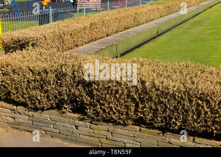 Toten und sterbenden Buchsbäume (Buxus) Baum/Formgehölze durch die Box Tree motte Caterpillar beschädigt getötet, Cydalima perspectalis. Die Hecke umgibt, Twickenham Bowling Green. Großbritannien (108) Stockfoto
