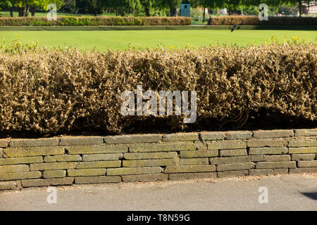 Toten und sterbenden Buchsbäume (Buxus) Baum/Formgehölze durch die Box Tree motte Caterpillar beschädigt getötet, Cydalima perspectalis. Die Hecke umgibt, Twickenham Bowling Green. Großbritannien (108) Stockfoto