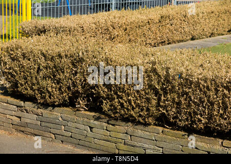 Toten und sterbenden Buchsbäume (Buxus) Baum/Formgehölze durch die Box Tree motte Caterpillar beschädigt getötet, Cydalima perspectalis. Die Hecke umgibt, Twickenham Bowling Green. Großbritannien (108) Stockfoto