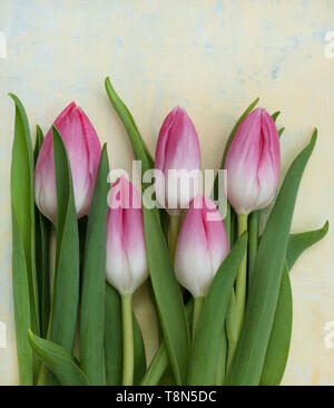 Fünf rosa Tulpen mit Blätter auf einem gelb lackierten Hintergrund Stockfoto