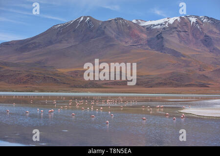 Eine Extravaganz von James, Anden, und chilenische Flamingos an der Laguna Colorada, Salar de Uyuni, Bolivien Stockfoto