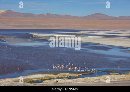 Eine Extravaganz von James, Anden, und chilenische Flamingos an der Laguna Colorada, Salar de Uyuni, Bolivien Stockfoto
