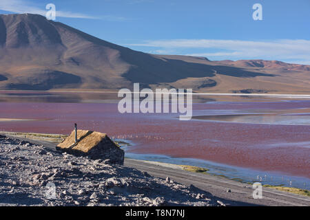 Eine Extravaganz von James, Anden, und chilenische Flamingos an der Laguna Colorada, Salar de Uyuni, Bolivien Stockfoto