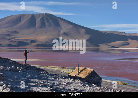 Eine Extravaganz von James, Anden, und chilenische Flamingos an der Laguna Colorada, Salar de Uyuni, Bolivien Stockfoto