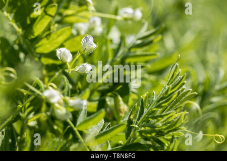 In der Nähe der Linse Pflanze mit weißen Blüten. Linsen- Feld. Details von Blumen und Ranken auf grünem Hintergrund Stockfoto