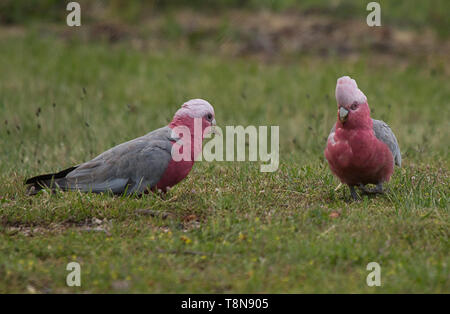 Galapaar (Eolophus roseicapilla) Fütterung Stockfoto