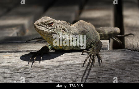 Gippsland Water Dragon (Intellagama lesueurii) Stockfoto