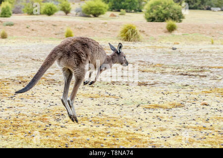 Ein Känguru hüpft frei in der Natur auf der Insel Kangaroo Island, Südaustralien Stockfoto