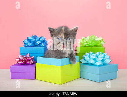 Verdünnte Schildpatt Tabby kitten emporragen, bunte Geschenke mit einem hellen Rosa Hintergrund. Stockfoto