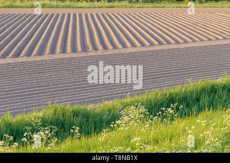 Neue, frische Kartoffeln wachsen in Zeilen im Frühling. Der Boden ist in einem Muster von Schützengräben aus verschiedenen Blickwinkeln bearbeitet. Stockfoto