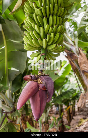 Eine gesunde Ernte von Bananen hängt an einem blühenden Bananenstaude. Die Plantage mit anderen Bananenstauden ist im Hintergrund. Stockfoto