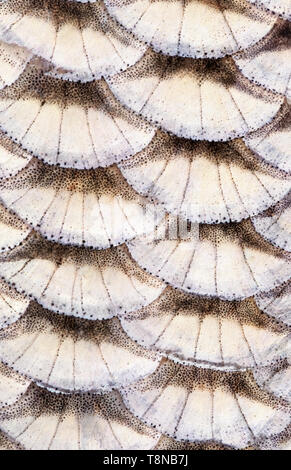 Fisch (Ide leuciscus idus) Skala close-up. Bild erscheint etwas weich durch die epidermale Schleim auf der Waage. Stockfoto