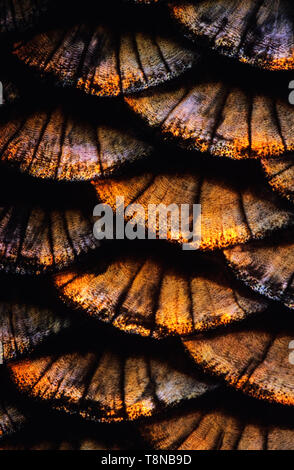 Fisch (Ide leuciscus idus) Skala close-up. Bild sieht ein bisschen weich durch die epidermale Schleim auf der Waage. Stockfoto