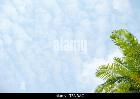 Palmen am Himmel Hintergrund. Palm Blätter über blauen Himmel. tropischen Hintergrund Stockfoto
