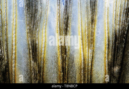 Hecht (Esox lucius) kaudale/Schwanzflosse close-up. Bild erscheint etwas weich durch die epidermale Schleim auf der Haut. Stockfoto