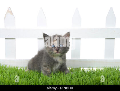 Adorable verdünnt Schildpatt Tabby Kitten im grünen Gras vor einem weißen Lattenzaun auf weißem Hintergrund sitzen. Kätzchen direkt bei der Suche Stockfoto