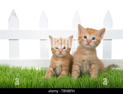 Zwei Adorable orange Ginger tabby Kätzchen im grünen Gras vor einem weißen Lattenzaun auf weißem Hintergrund sitzen. Kätzchen direkt suchen Stockfoto