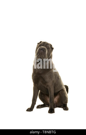 Sitzung grau Shar Pei Hund an der Kamera auf einem weißen Hintergrund suchen Stockfoto