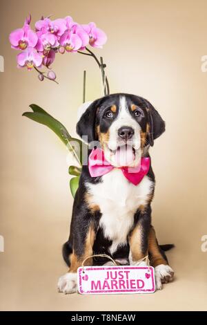 Mehr Schweizer Sennenhund Welpen Stockfoto