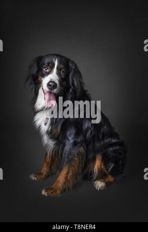 Berner Sennenhund Mischling Stockfoto