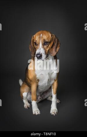 Basset Hound zu sitzen Stockfoto