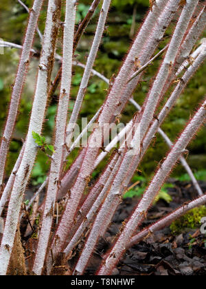 Rote Haare schmücken die weißen Winter Stängel der Hardy Laubbäume ghost Dornbusch, Rubus thibetanus Stockfoto