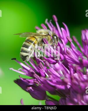 Nahaufnahme einer Honigbiene (APIs Mellifera), die Pollen aus einem lila Unterkopf mit grünem Hintergrund extrahiert Stockfoto
