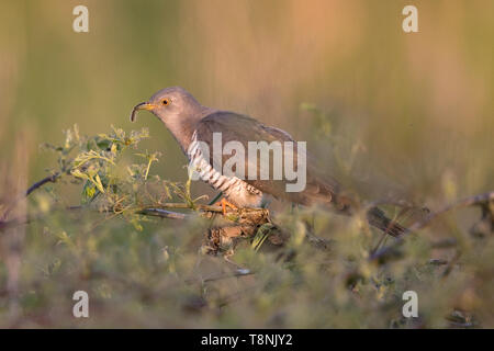 Gemeinsame Kuckuck (Cuculus canorus) Stockfoto