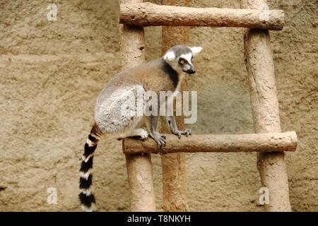 Ring-tailed Lemur sitzen auf einer Holzleiter in Izmir Zoo. Stockfoto