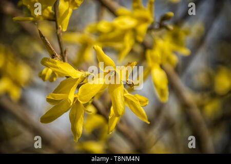 Close-up of yellow Forsythia flowers in early spring Stockfoto