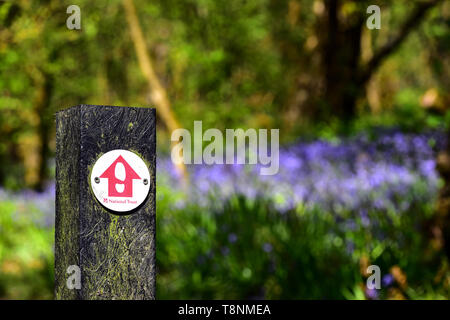 National Trust sign, Bluebells, bluebell Holz, Hardcastle Crags, Hebden Bridge, Calderdale, West Yorkshire Stockfoto