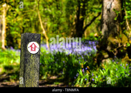 National Trust sign, Bluebells, bluebell Holz, Hardcastle Crags, Hebden Bridge, Calderdale, West Yorkshire Stockfoto