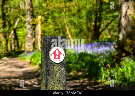 National Trust sign, Bluebells, bluebell Holz, Hardcastle Crags, Hebden Bridge, Calderdale, West Yorkshire Stockfoto