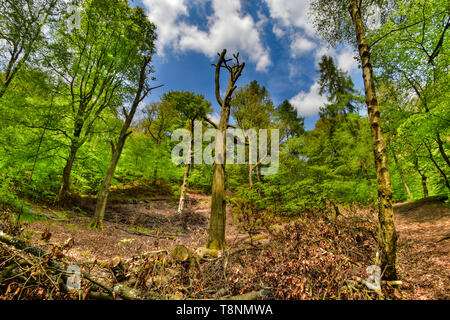 Buche Bäume, Wald, Holz, Hardcastle Crags, Hebden Bridge, Calderdale, West Yorkshire Stockfoto