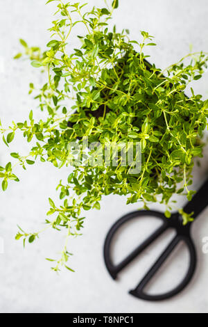 Die jungen Blätter von Thymian in einen Topf, Sämlinge. Weißer Hintergrund, Garten Konzept, Ansicht von oben. Stockfoto