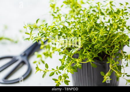 Die jungen Blätter von Thymian in Pot, Sämlinge. Weißer Hintergrund, Garten Konzept Stockfoto