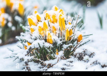 Gelbe Krokusse bedeckt mit Schnee auf den Frühling Blizzard. Kalte bewölkt Frühling, Dolly, geringe Tiefe des Feldes Stockfoto