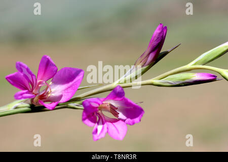 Wilden gladiolen Lila Blume Stockfoto
