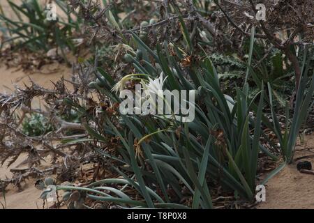 Pancratium maritimum blüht in der Nähe von Golden Bay, Malta Stockfoto