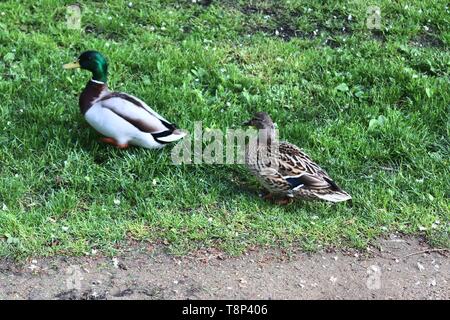 Enten auf grünem Gras an einem Teich im Frühling Stockfoto