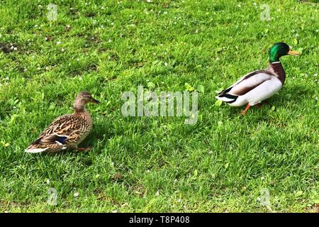 Enten auf grünem Gras an einem Teich im Frühling Stockfoto