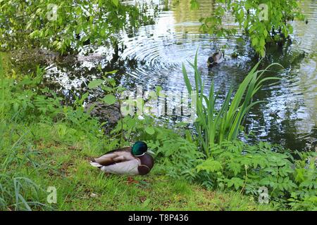 Enten auf grünem Gras an einem Teich im Frühling Stockfoto