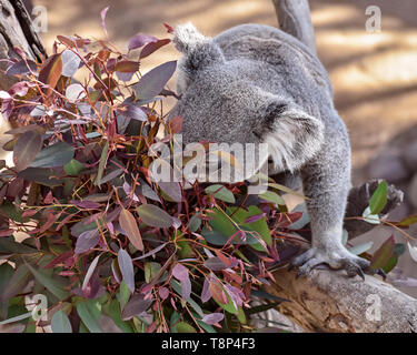 Eine hungrige captive Koalabär auf roter Eukalyptus Blätter in einem schattigen Bereich munching Stockfoto