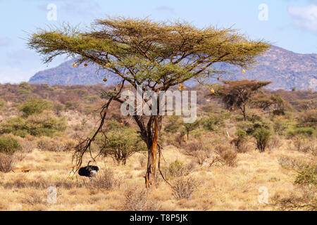 Männlichen somalischen Strauß Struthio molybdophanes im Schatten unter großen Akazie mit hängenden Weaver Vogelnester blue sky Ol Pejeta Conservancy Kenia Stockfoto