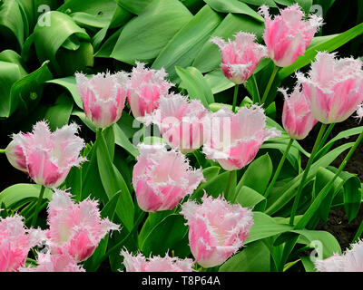 In tulip Show in Keukenhof Park April 2019 fotografiert, dicht bepflanzte Tulip macht ein lebendiges rosa Farbe anzeigen Stockfoto