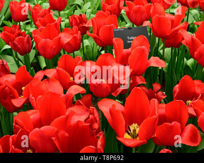 In tulip Show in Keukenhof Park April 2019 fotografiert, dicht bepflanzte Tulip macht ein leuchtend roter Farbe anzeigen Stockfoto