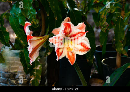 Clivia Blüte auf Teneriffa Stockfoto