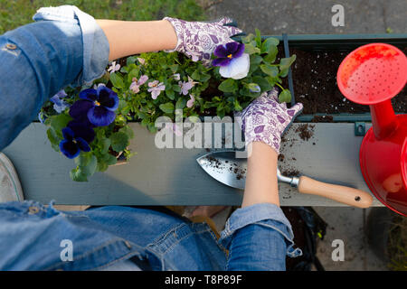 Gärtner Händen Blumen Pflanzen im Topf mit Schmutz oder Boden in Container auf der Terrasse Balkon Garten. Gartenarbeit Konzept Stockfoto